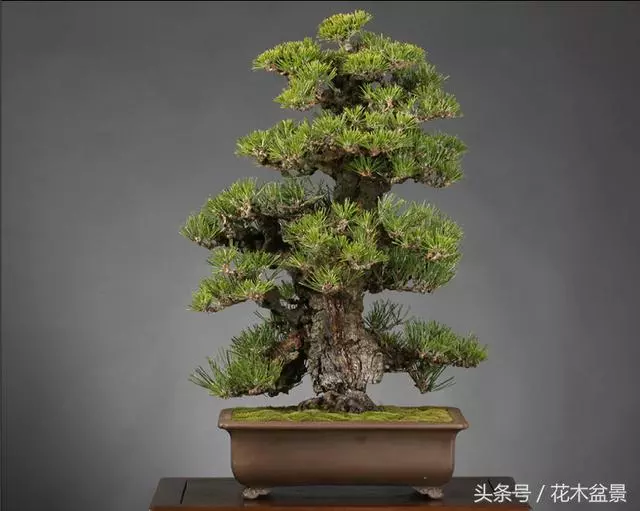 成型盆景如美女,需要長期的養護!