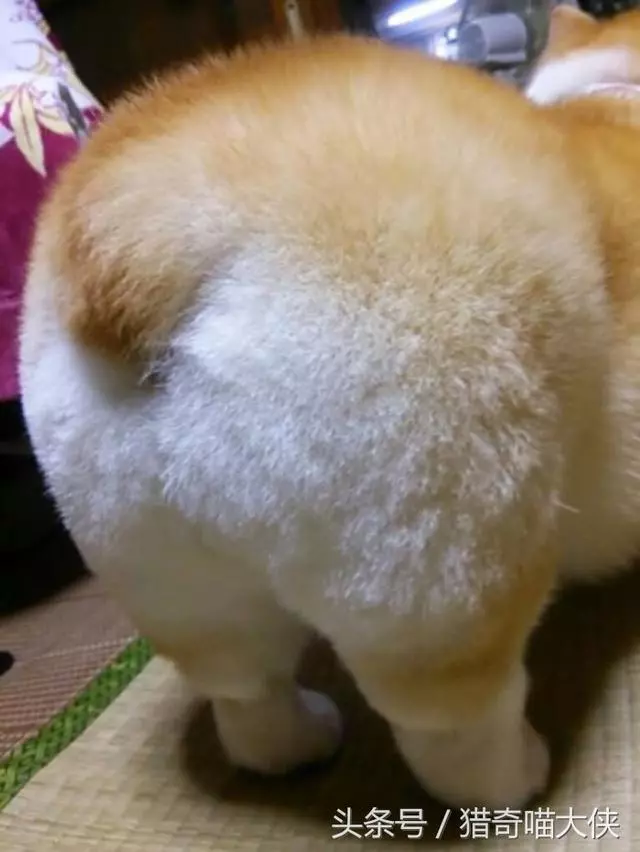 為什麼有的狗狗一出生就要遭受斷尾之痛,寵物專家道出了真相!