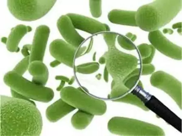 研究:益生菌食物 對人體沒多大用處