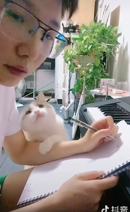 看人家一下嘛~奴才太忙「黏人喵巴手臂不放」!狂蹭頭好委屈:朕竟然輸了...