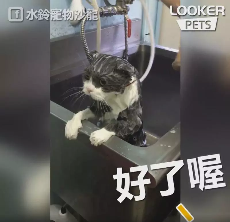 洗好了嗎?喵喵開口回答超標準「好惹~」 眼神滿滿委屈:人家不要洗了啦QQ