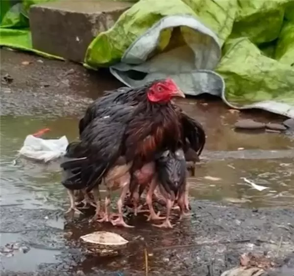 傾盆大雨中雞媽媽的母愛光輝!展開雙翅護住小雞 路人為之動容:母親真偉大!