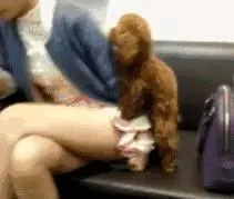 來分析一下狗狗的騎跨行為