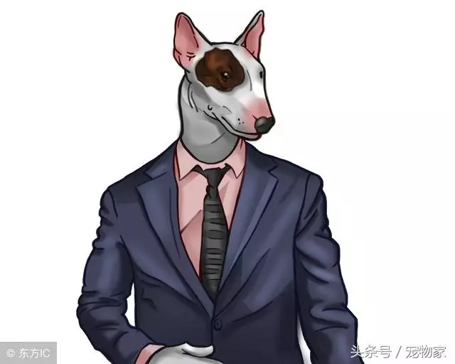 來分析一下狗狗的騎跨行為