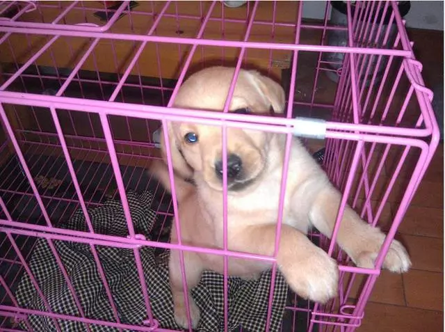 籠養狗狗,如同上刑?其實你錯了好多年