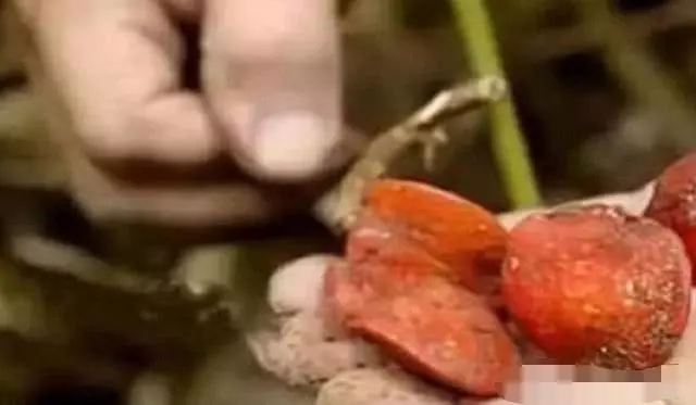 世界上最甜的水果,是甘蔗的3000倍,咬一口甜掉牙,你敢吃嗎