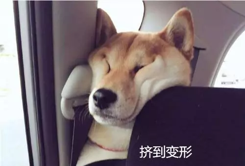 為了不坐在后座上,柴犬努力擠在縫隙中,掙扎到臉變形