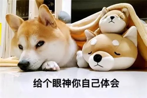 為了不坐在后座上,柴犬努力擠在縫隙中,掙扎到臉變形