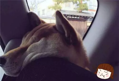 為了不坐在后座上,柴犬努力擠在縫隙中,掙扎到臉變形