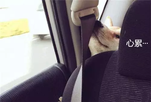 為了不坐在后座上,柴犬努力擠在縫隙中,掙扎到臉變形