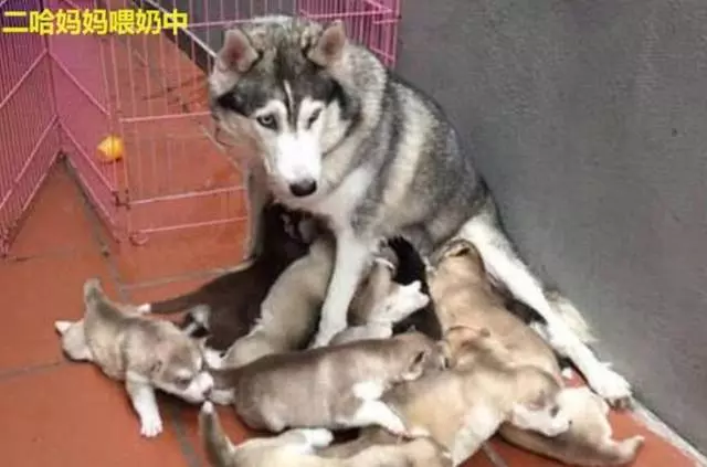 哈士奇擔心老婆喂奶累,搶著要給小二哈喂奶