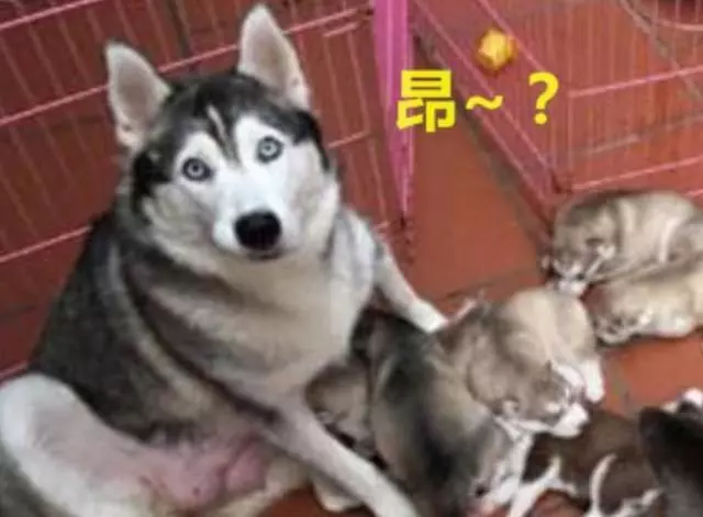 哈士奇擔心老婆喂奶累,搶著要給小二哈喂奶