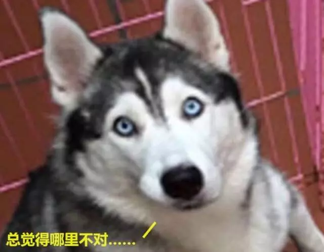 哈士奇擔心老婆喂奶累,搶著要給小二哈喂奶