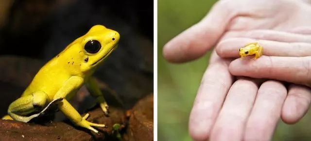 17個稀有物種,網友:很難相信大自然創造了這樣的動物!