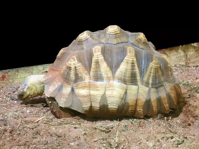 17個稀有物種,網友:很難相信大自然創造了這樣的動物!