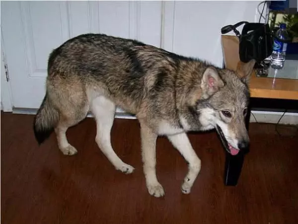 夫婦救下母狼,結果它和狗狗看對眼,生下7隻混血狼犬