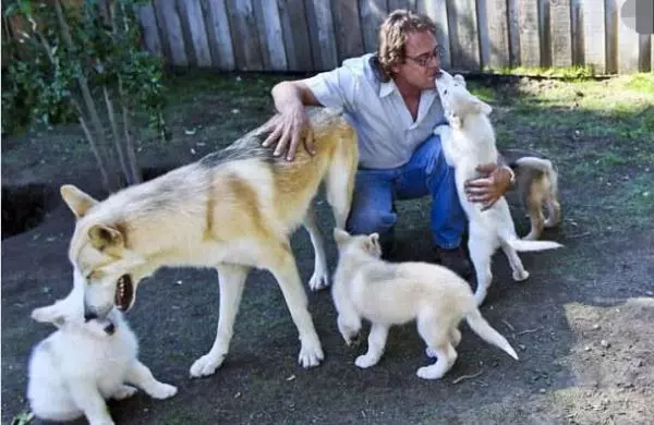 夫婦救下母狼,結果它和狗狗看對眼,生下7隻混血狼犬