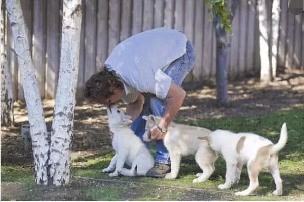 夫婦救下母狼,結果它和狗狗看對眼,生下7隻混血狼犬