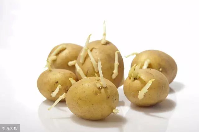 狗狗為什麼不能吃這4種蔬菜?寵物專家告訴你4個原因