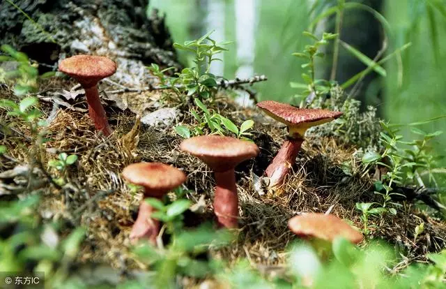 狗狗為什麼不能吃這4種蔬菜?寵物專家告訴你4個原因