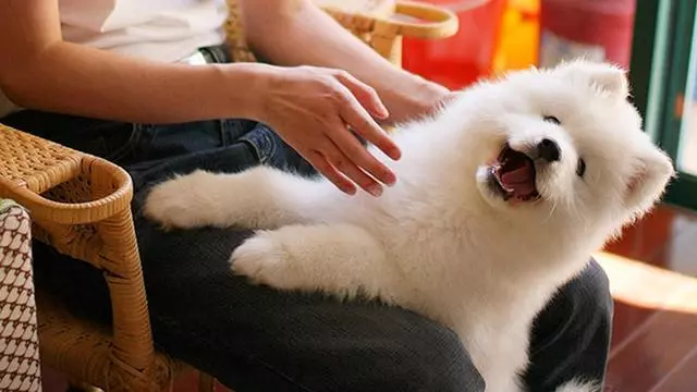 狗狗不是不能打,但要注意方法