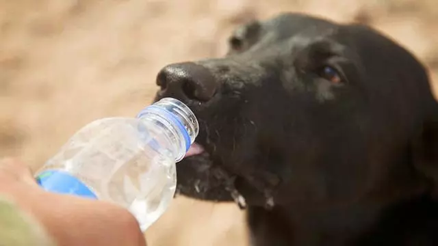 狗狗不愛喝水,主人可不能放縱