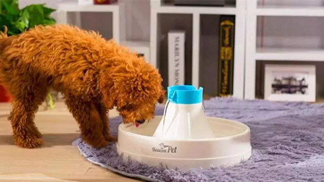 狗狗不愛喝水,主人可不能放縱