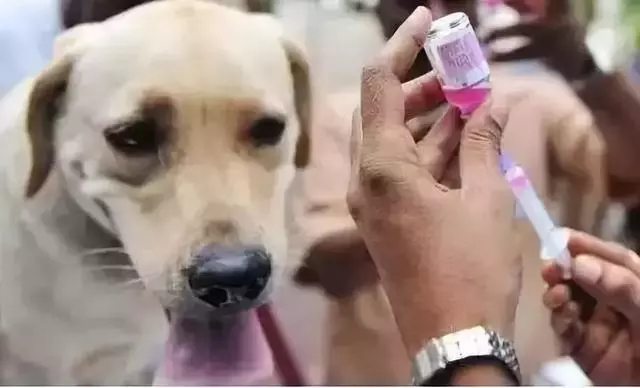 流浪狗咬人致其狂犬病身亡 好心收留者被索賠32萬