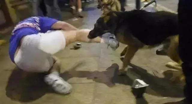 流浪狗咬人致其狂犬病身亡 好心收留者被索賠32萬