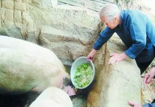 帶女友回家見父母,她搶著幫忙喂豬,送走女友後,媽說她不能娶
