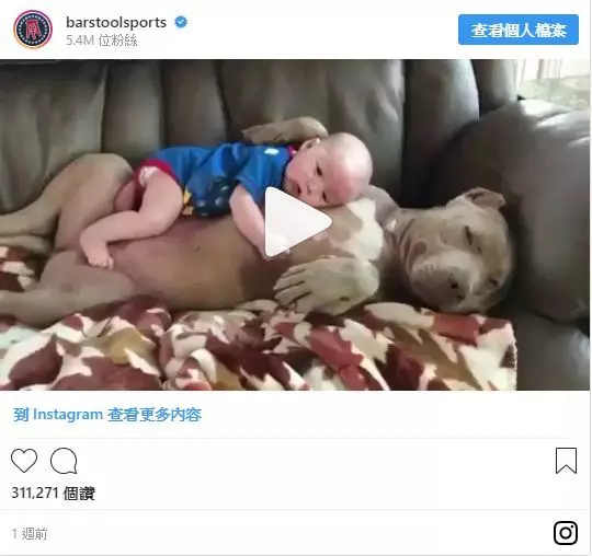 寶寶乖~比特犬面噁心善「任由躺好躺滿」 單手護頭母愛爆棚網贊:最盡責保母!