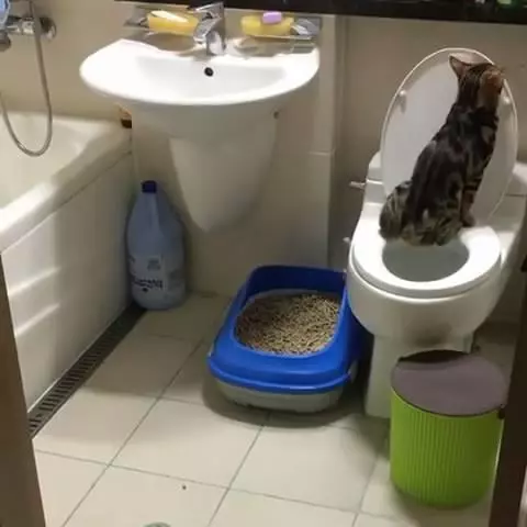 發現最近貓砂盆總是空空的,擔心家貓生病!偷偷跟蹤後看到的畫面,讓他傻眼到了極點!