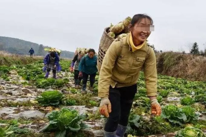 妹妹向姐姐借錢,送去一群鴨子抵債,豈料姐姐竟因此發大財!