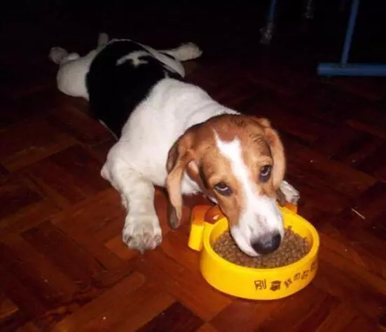 6種錯誤的狗狗飼養法,大部分人都錯了,你錯了幾條呢?