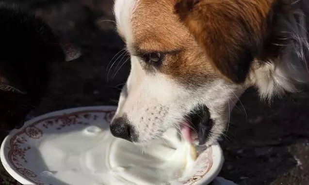 6種錯誤的狗狗飼養法,大部分人都錯了,你錯了幾條呢?