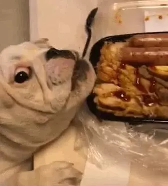 6種錯誤的狗狗飼養法,大部分人都錯了,你錯了幾條呢?