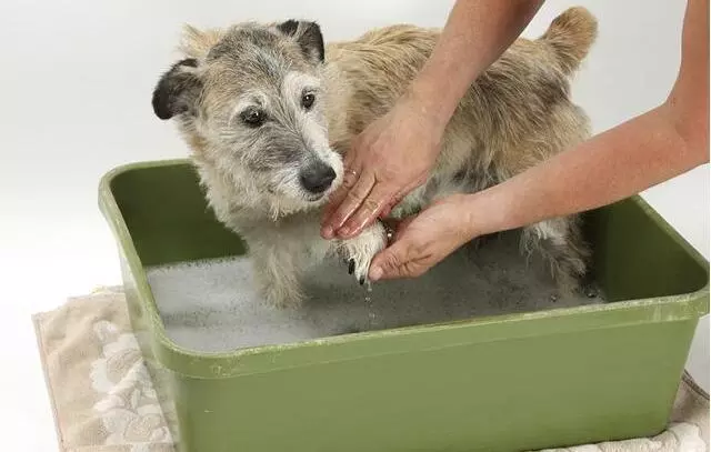 6種錯誤的狗狗飼養法,大部分人都錯了,你錯了幾條呢?