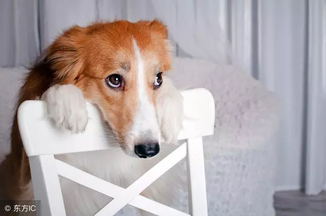 6種錯誤的狗狗飼養法,大部分人都錯了,你錯了幾條呢?