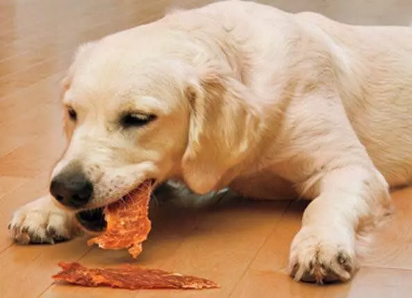 6種錯誤的狗狗飼養法,大部分人都錯了,你錯了幾條呢?