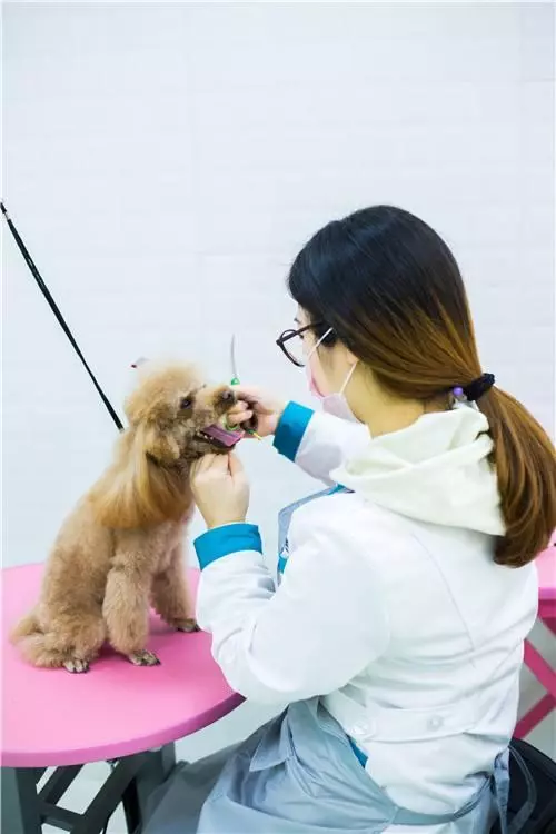 看懂狗狗生病前的5個徵兆,關鍵時刻可以救命