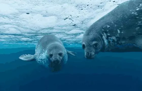 如果海洋中的水全是淡水會怎樣?科學家:準備好迎接世界末日吧