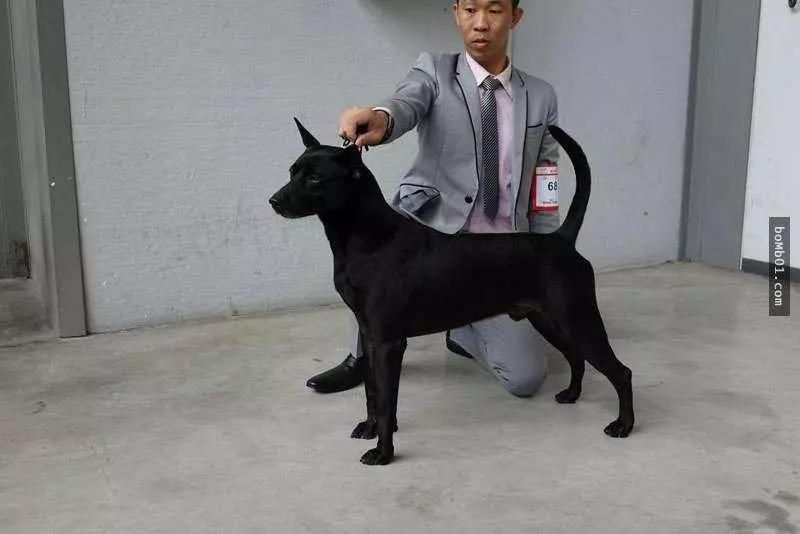 不要再叫什麼「台灣土狗」啦!獲得國際認證,正式名稱超霸氣!