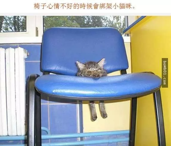 把自己智商比肩人類的22個寵物們 真的不是在出賣主人嗎?