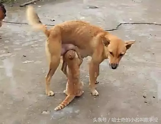 橘貓追著狗媽媽吃奶,遇上這麼一隻賴皮貓,狗媽媽很無奈