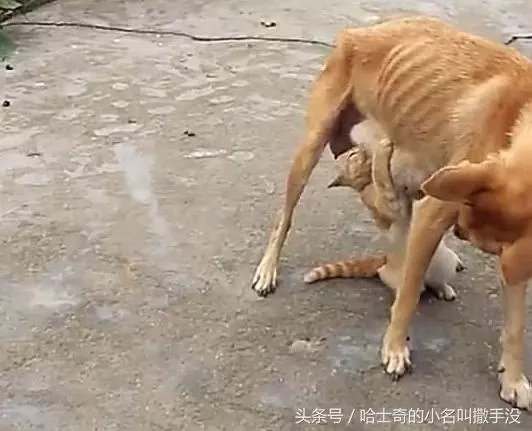 橘貓追著狗媽媽吃奶,遇上這麼一隻賴皮貓,狗媽媽很無奈