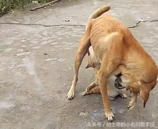 橘貓追著狗媽媽吃奶,遇上這麼一隻賴皮貓,狗媽媽很無奈
