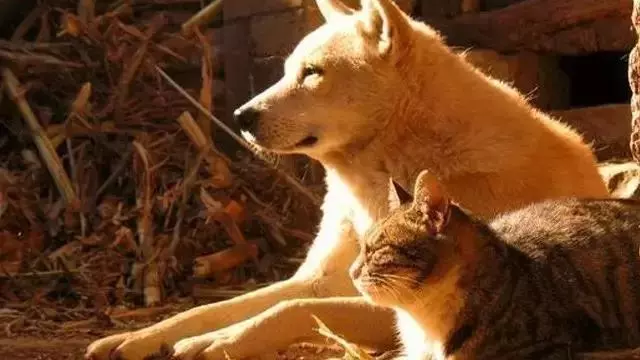 八類動物不能吃,不可殺!