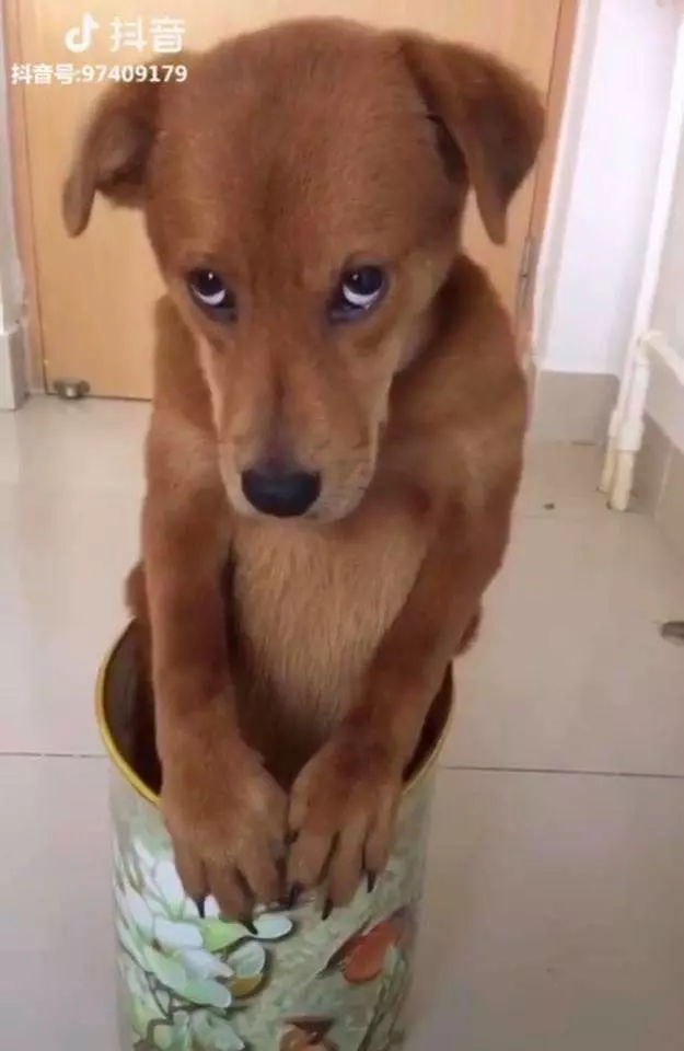 汪汪犯錯罰站垃圾桶 委屈偷瞄主人:什麼時候原諒我QQ