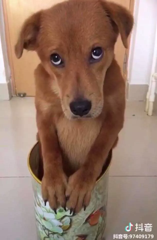 汪汪犯錯罰站垃圾桶 委屈偷瞄主人:什麼時候原諒我QQ