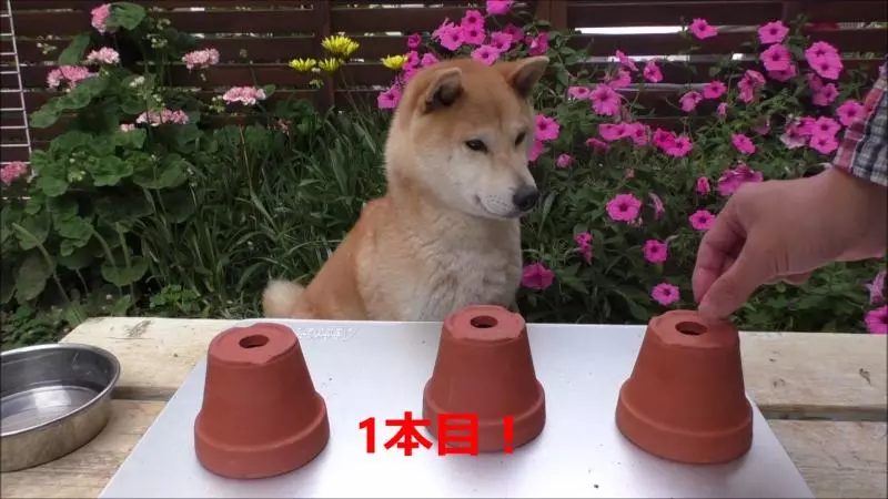 藏狗糧測試柴柴智商 主人發現它呆到沒藥醫